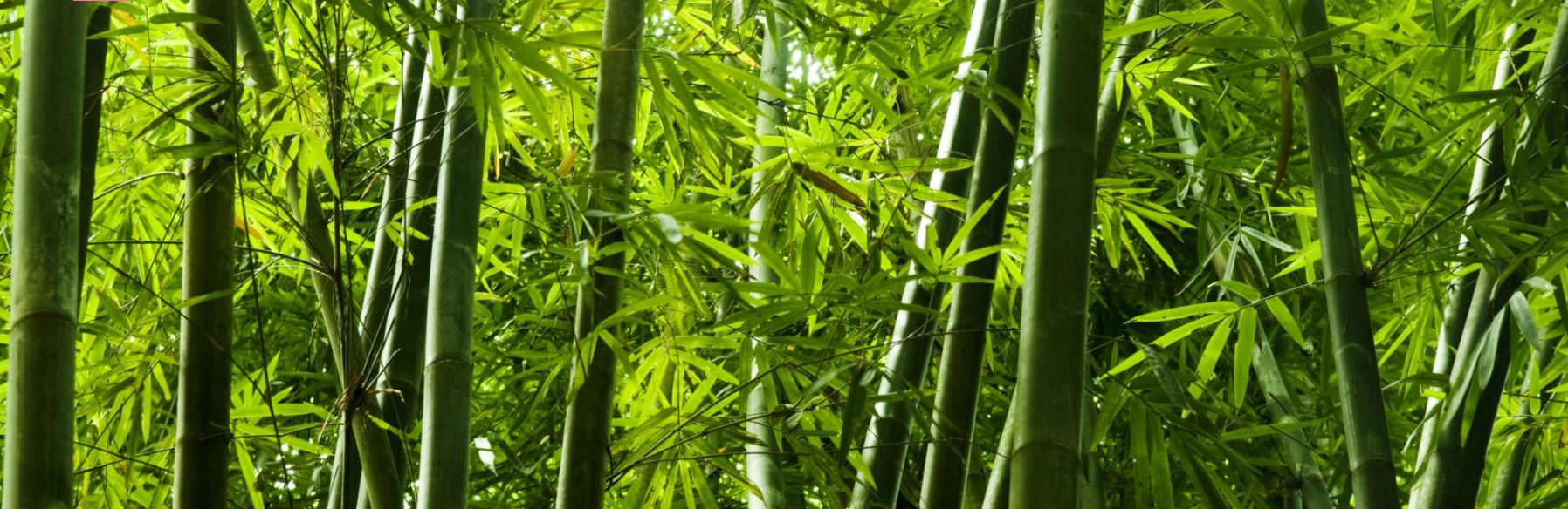 Bamboo Home & Kitchen Items - Sustainable, Durable, & Stylish