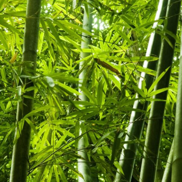 Bamboo Home & Kitchen Items - Sustainable, Durable, & Stylish