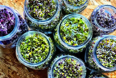 Sprouters