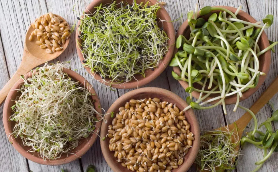Sprouting Seeds