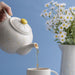 Price & Kensington Teapot 1.1L Daisy - Bear Country Kitchen