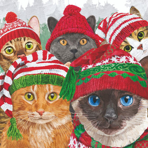 PPD New Bone China Mug In Giftbox Cat Usie - Bear Country Kitchen