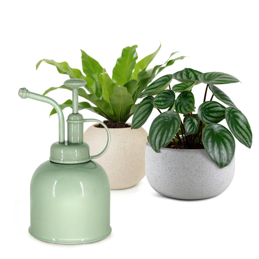 Natural Living Plant Mister Sage - Bear Country Kitchen