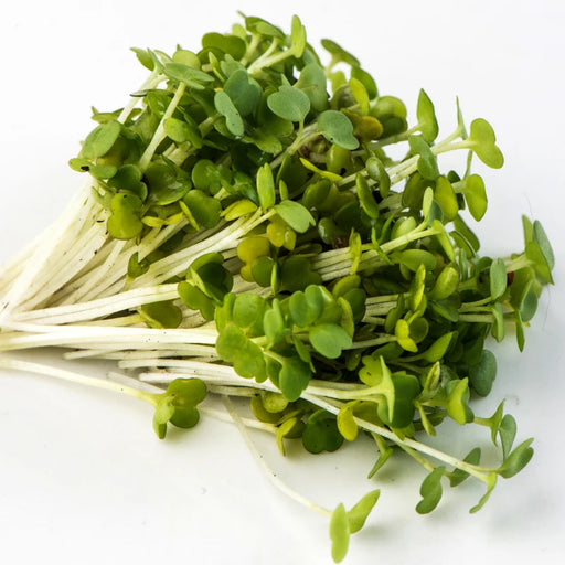 Mumm's Sprouting Seeds Arugula - Bear Country Kitchen