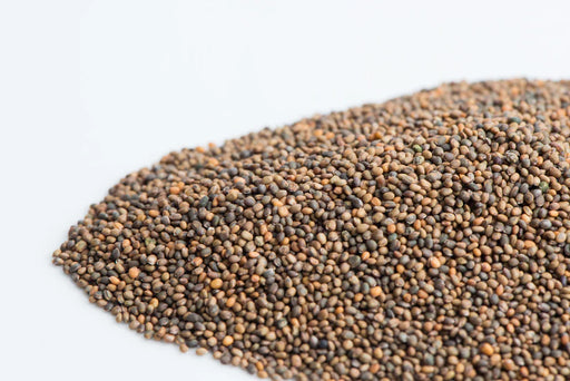 Mumm's Sprouting Seeds Arugula - Bear Country Kitchen