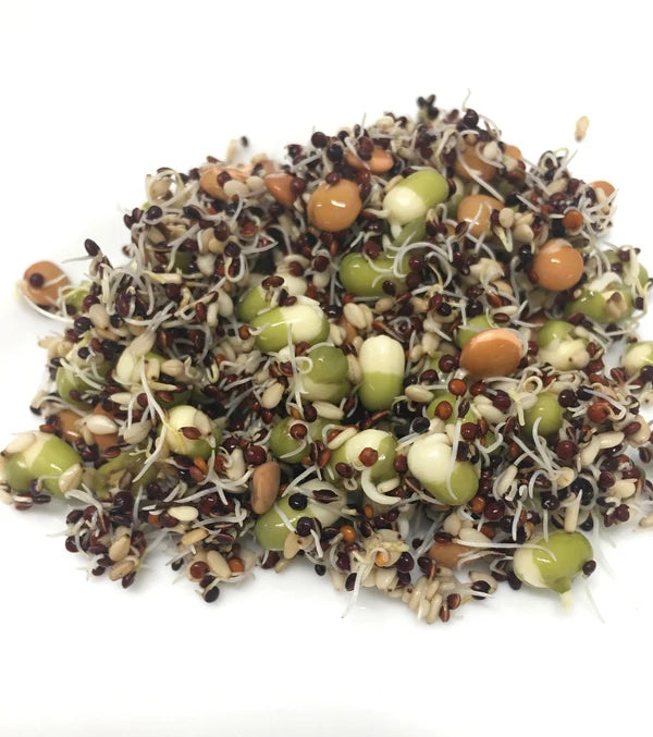 Mumm's Sprouting Seeds Salad Bowl Blend - Bear Country Kitchen
