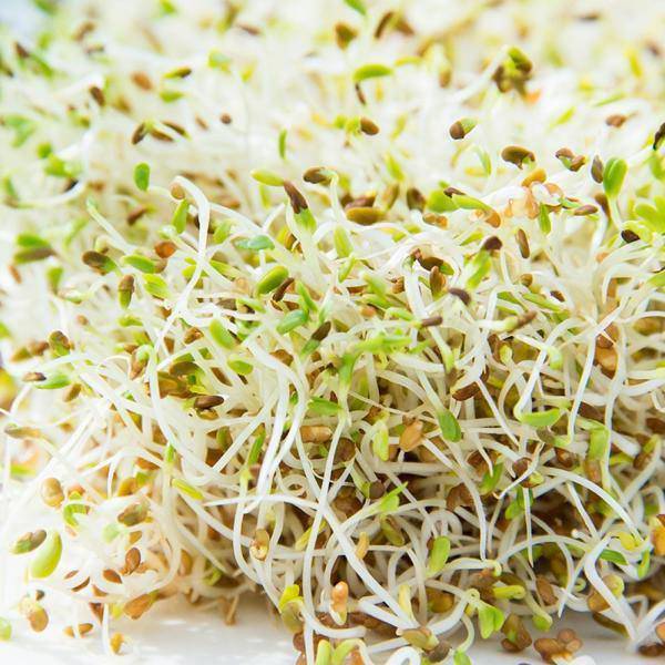 Mumm's Sprouting Seeds Alfalfa Seeds - Bear Country Kitchen