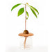 Kikkerland Terracotta Seed Sprouters - Bear Country Kitchen
