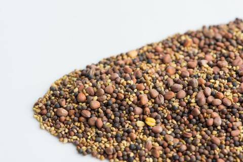 Mumm's Sprouting Seed Spring Salad Sprouting Seed - Bear Country Kitchen