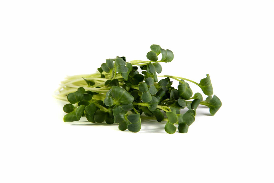 Mumm's Sprouting Seeds - Daikon Radish 100g - Bear Country Kitchen